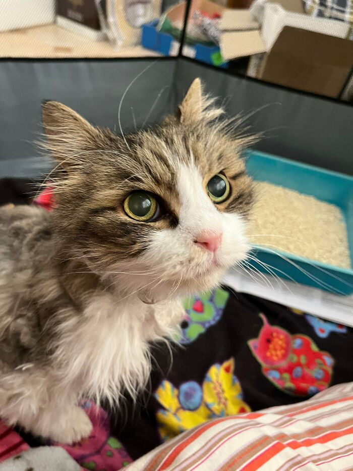 Rescued This 18 Year Old Purring Love Bug Today. Fur Completely Matted Due To Neglect. Elderly Lady Owner Died, Grandkids Inherited, He Got Neglected Like This, Passed To A Friend Of Mine And Now To Me! Time To Fix You Up!!!