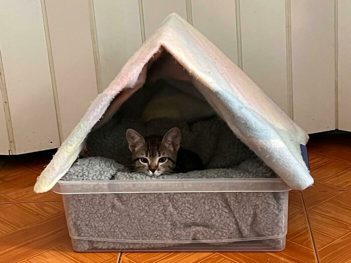 Just Rescued Her...made Her A Little House
