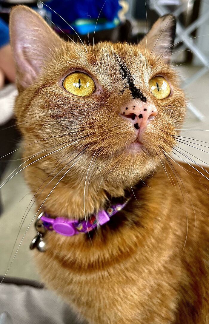 Rajah Is My Sweet Girl