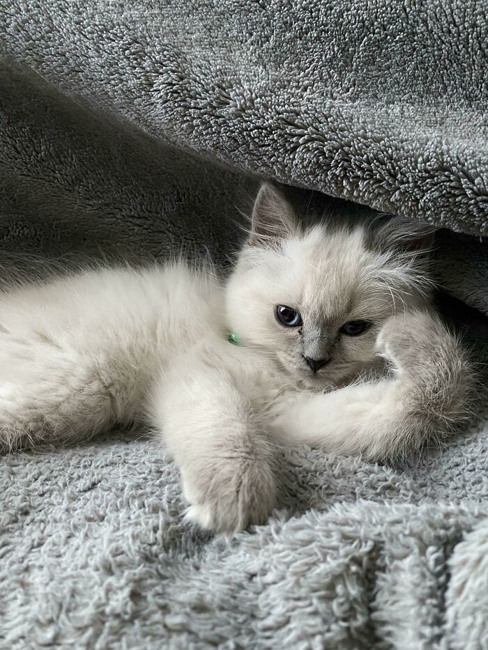 Ragdoll kitten relaxing in a soft gray blanket