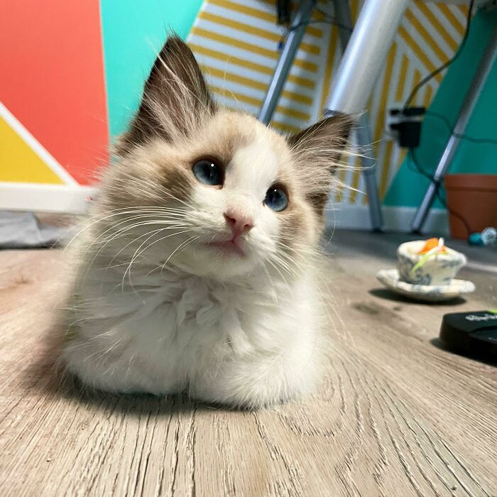 The Perfect Little Loaf