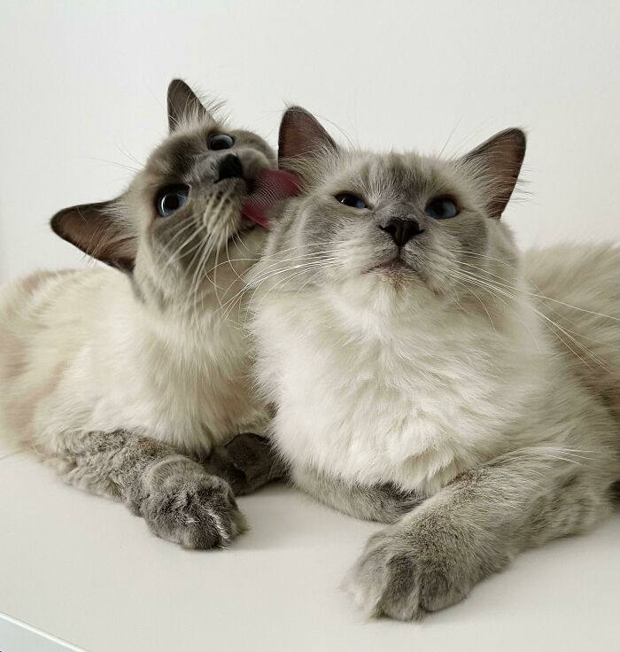 Two ragdoll cats, one is licking others ear