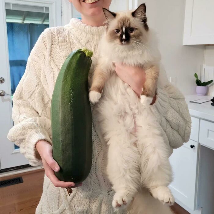 Woman holding ragdoll cat and green courgette