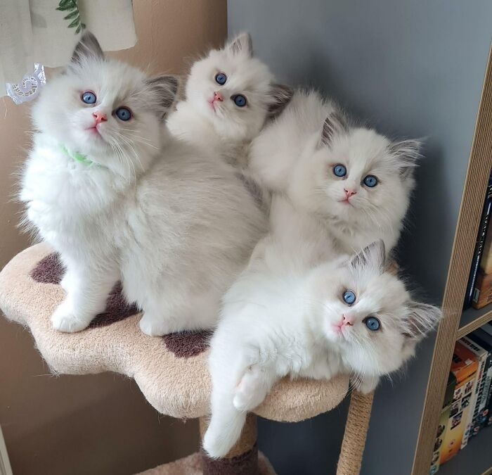 Four white ragdoll kittens with blue eyes on a cat tree