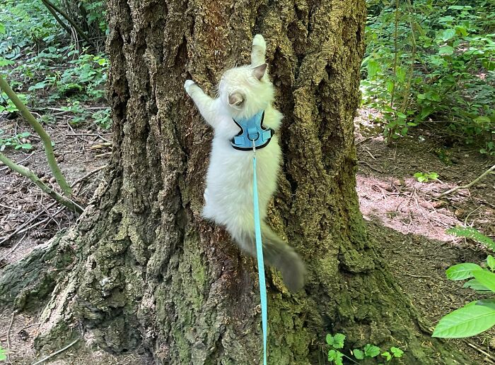 My Ragdoll’s Latest Hobby: Climbing Trees