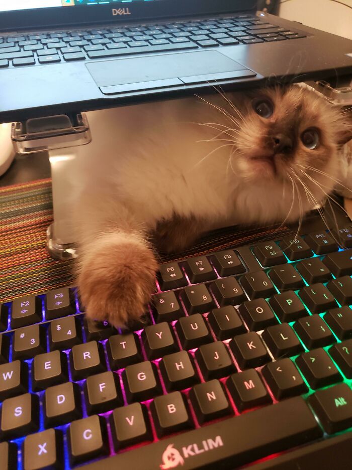 Ragdoll cat under laptop