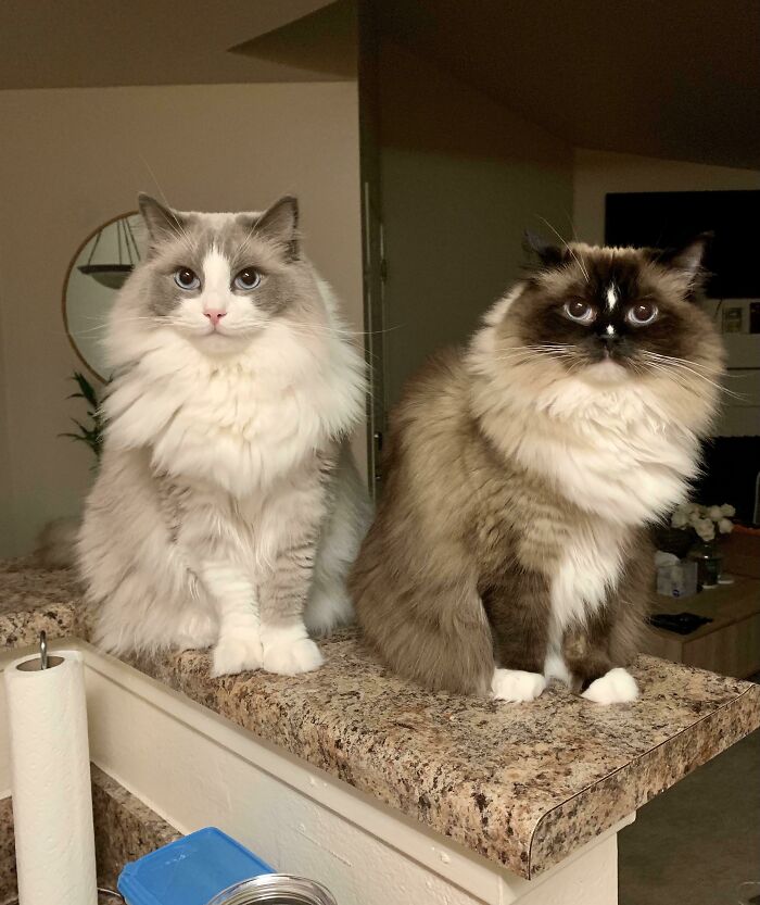 Two cats on kitchen countertop