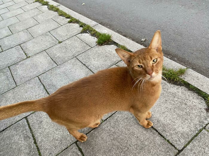 Anyone Know What Breed Of Orange Cat This Is?