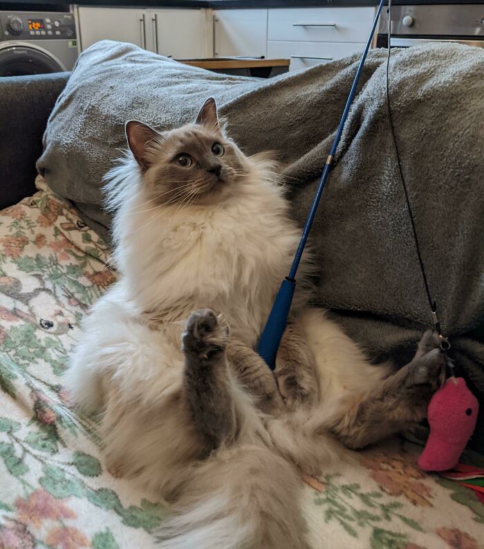 Fluffy ragdoll cat sitting on a sofa with toy fishing rod