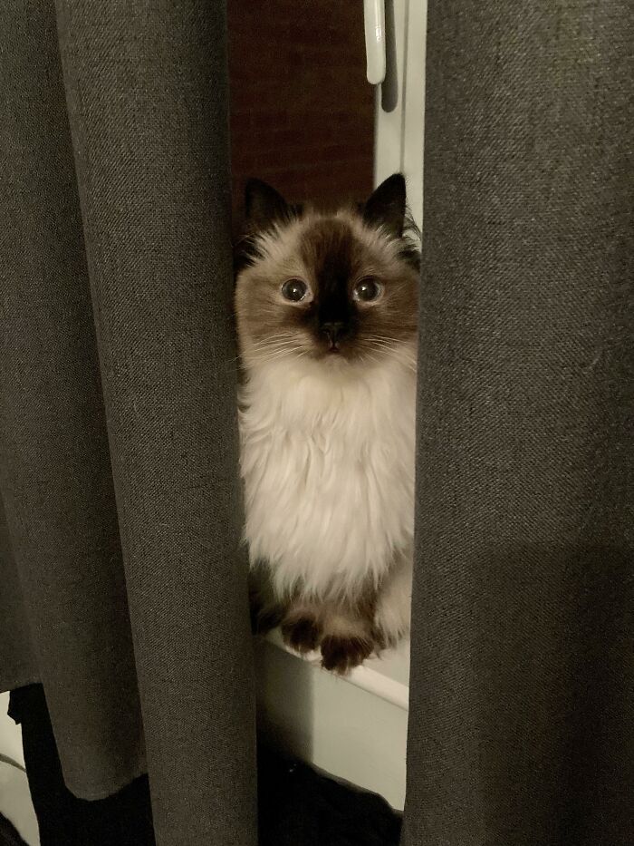 Don’t Let The Innocent Little Face Deceive You. Turn Your Back For A Second And She’l Be Hanging Off Them Curtains!