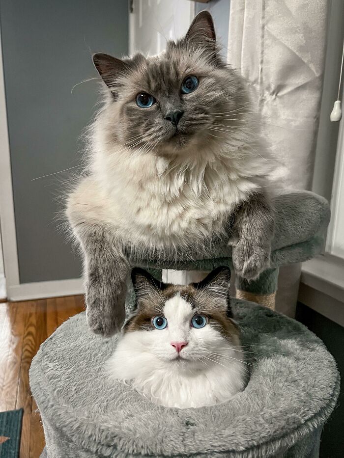 Two ragdoll cats on cat tree
