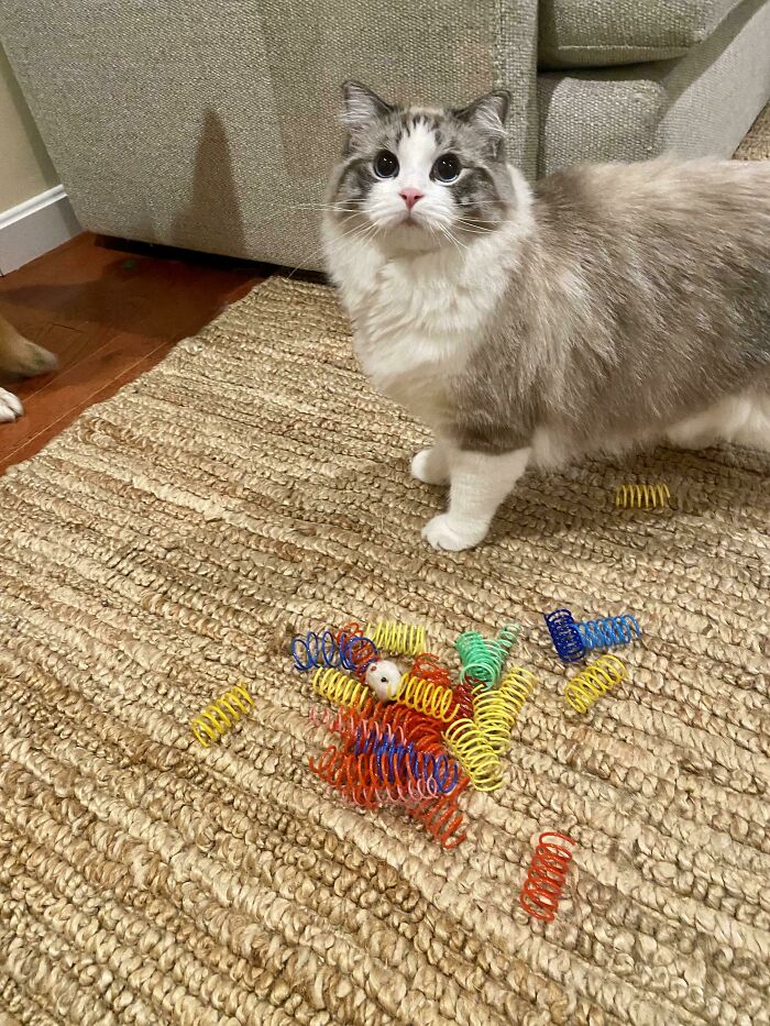 Fluffy ragdoll cat standing on a carpet near colorful toys