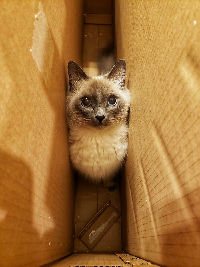 This Is Castiel, My Little Angel In A Trench Coat. He Is A Ragdoll