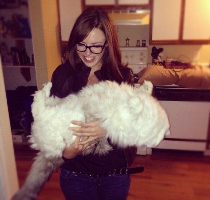 Woman holding big fluffy ragdoll cat 