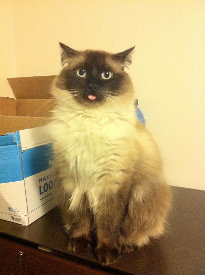 Ragdoll cat sitting and showing its tongue