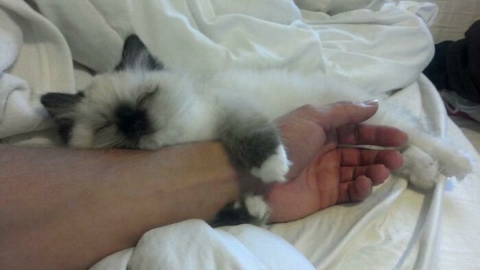 This Is My Sister's New Ragdoll Kitten