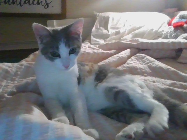 Hey Pandas,post The Funniest Or Cutest Pictures Of Your Pet ¨