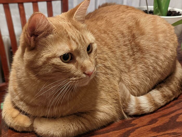 Welcomed Home Hank The Tank This Week