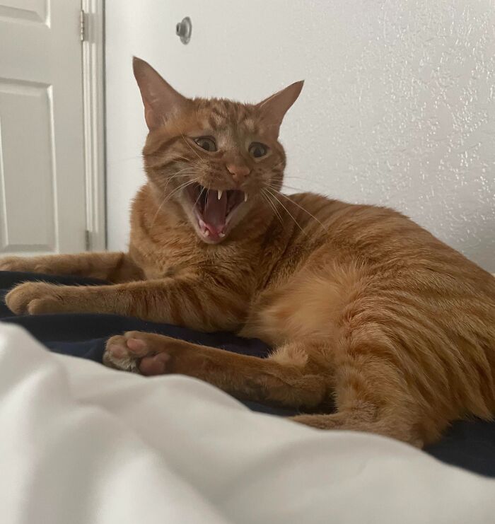 Here’s Gus Mid-Yawn