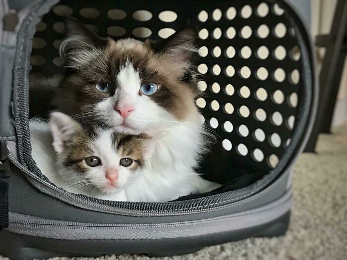 Two cats in cat house