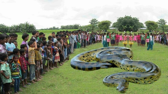 La serpiente más grande que se ha descubierto es buena con las multitudes de gente