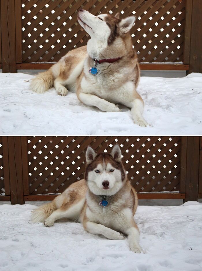 My Dog Thinks She’s A Model