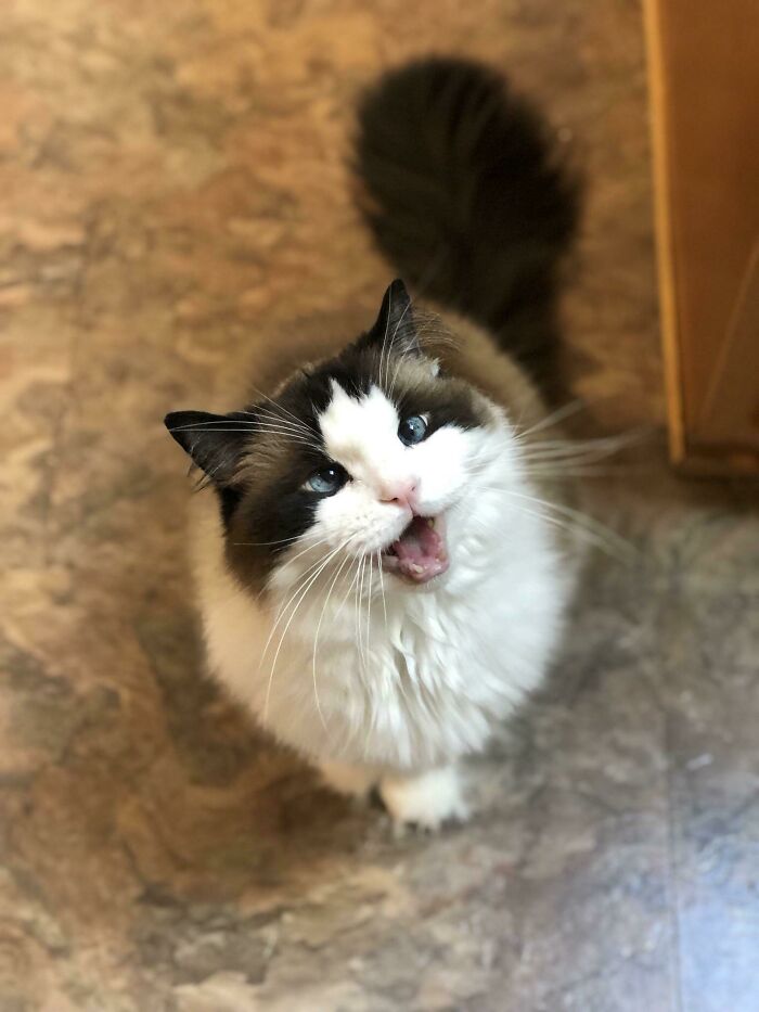 My Sweet Gusto The Very Cross Eyed Ragdoll