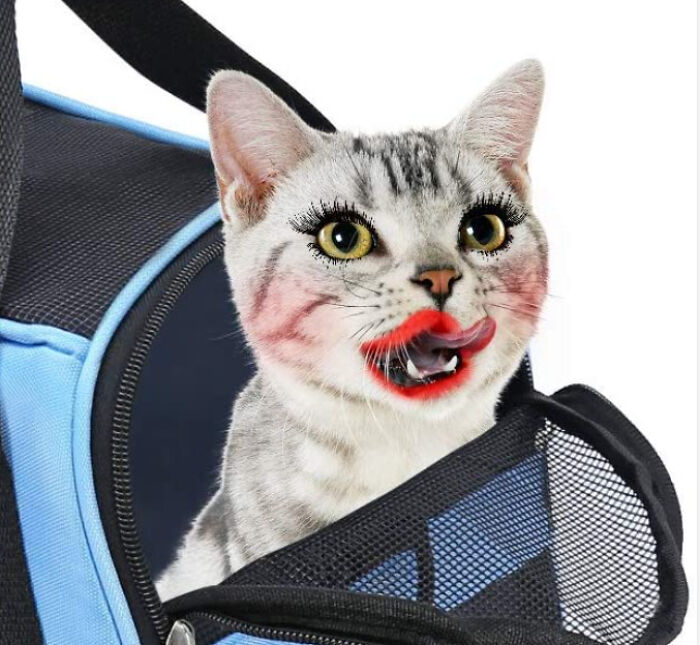 Busqué en Amazon una jaula transportadora para gatos y hallé esta monstruosidad