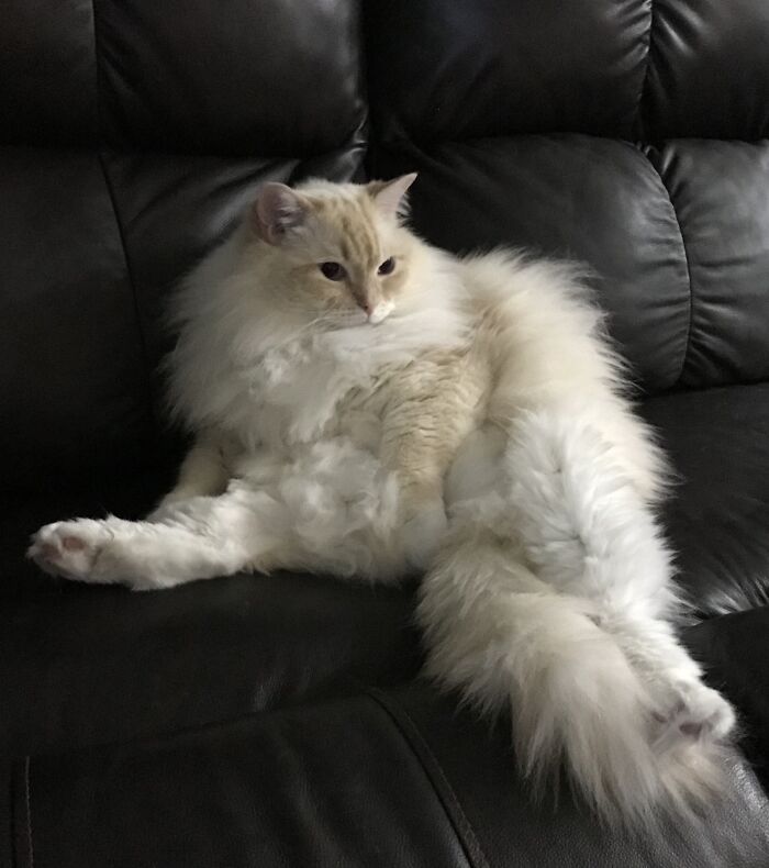 Fluffy ragdoll cat relaxing on a leather sofa