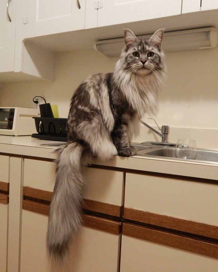 My Maine Coon Supervising As I Make Dinner