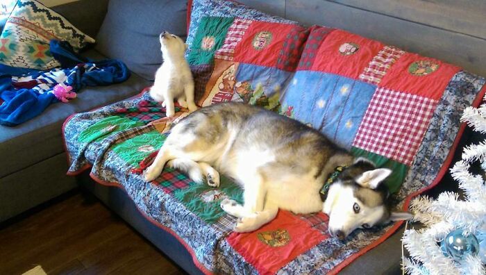We Got A New Husky Puppy For Christmas. Someone Wasn't As Thrilled As We Were