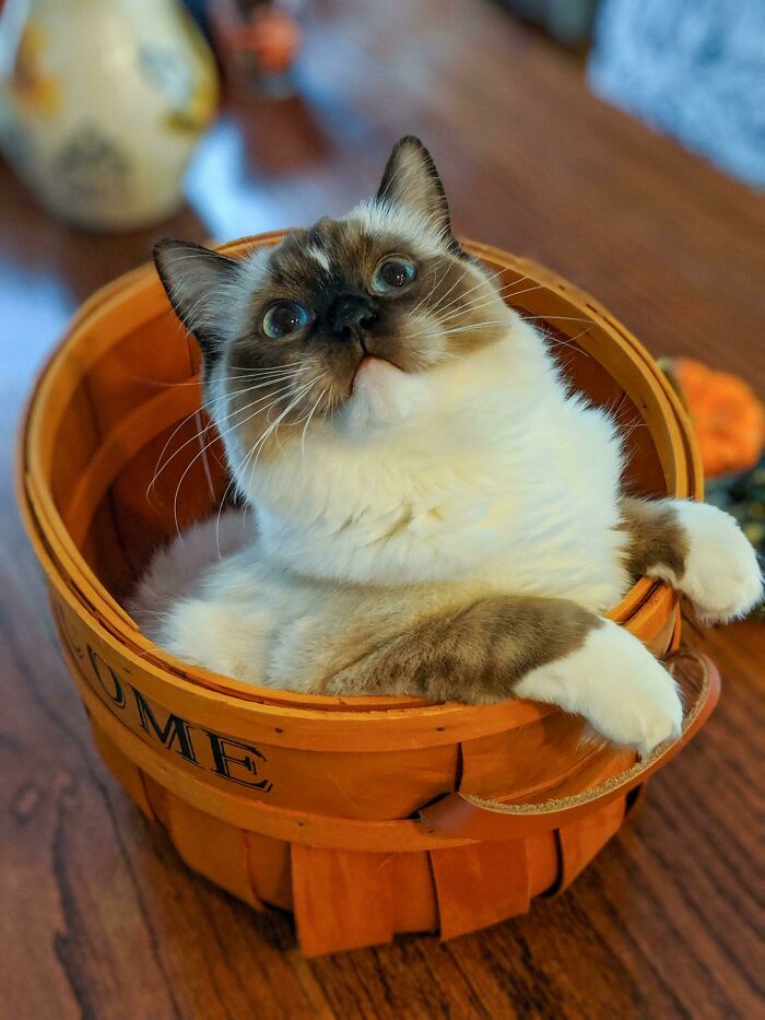 Ragdoll cat inside the basket