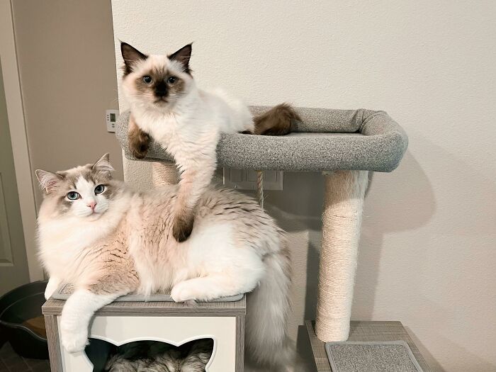 Two cats on a cat tree
