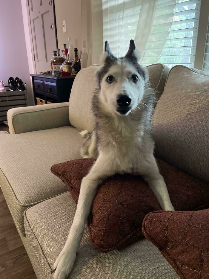 Just Rescued This 9 Year Old Husky Today