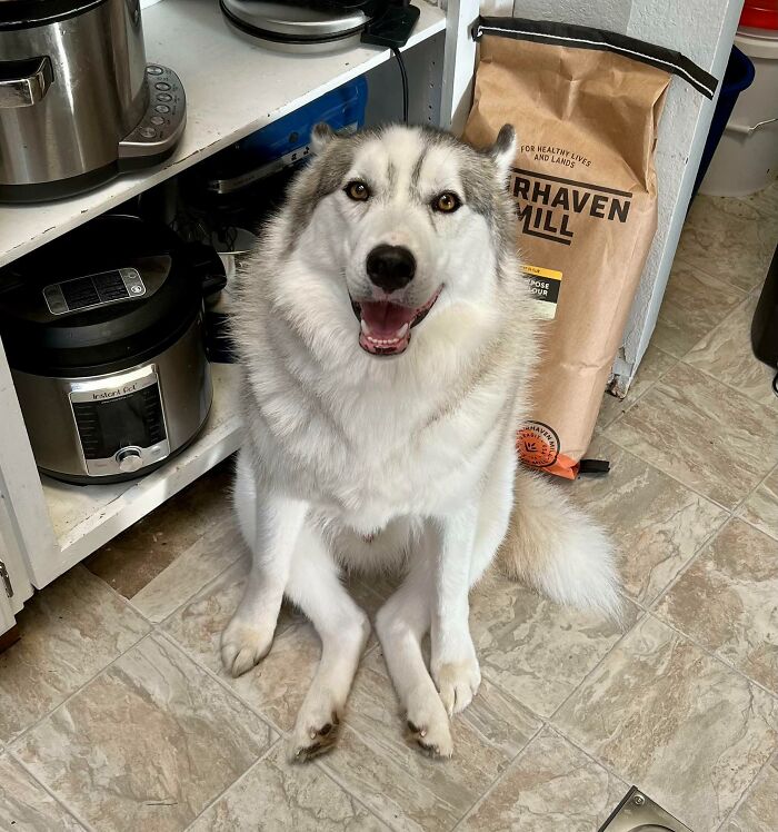 One Of My Pups Enjoys Watching Me Cook