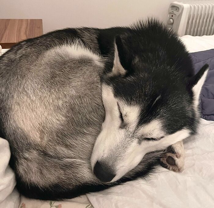 Amazes Me How She Can Curl Into Such A Tiny Ball So Well