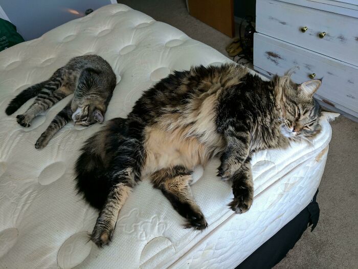 Size Comparison Of My Maine Coon To My American Shorthair