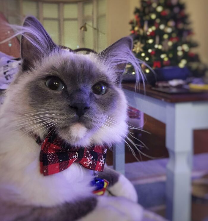Ragdoll cat with Christmas bow tie