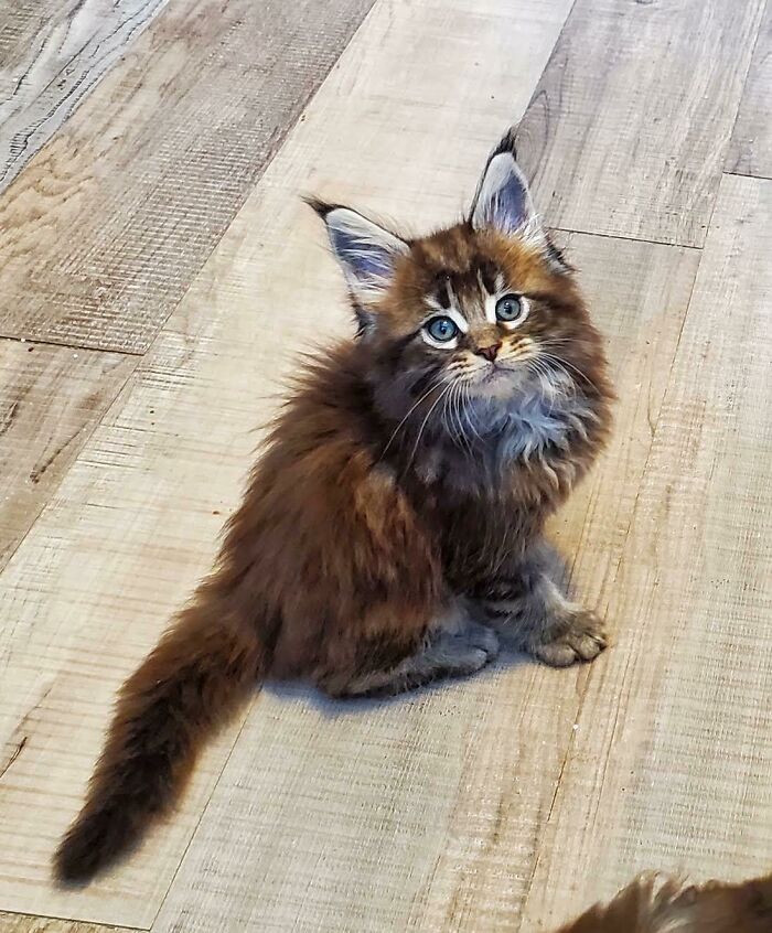 My Sister's New Maine Coon Kitten Is Absolutely Freaking Adorable