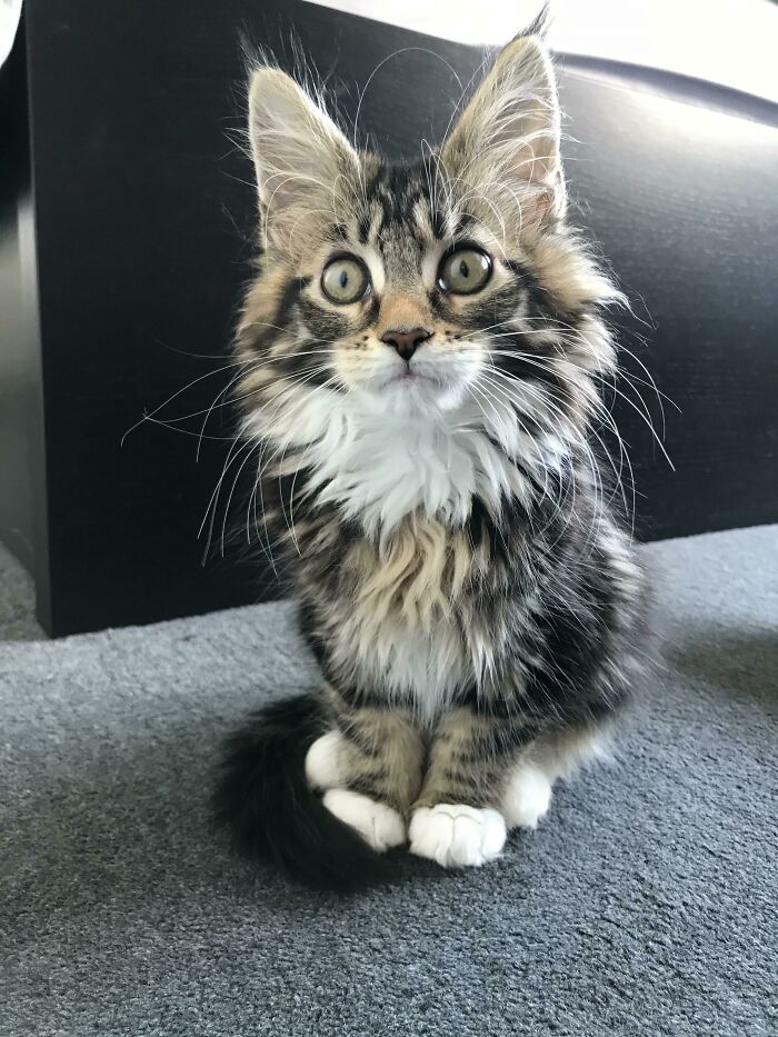 Meet Maeve The Maine Coon