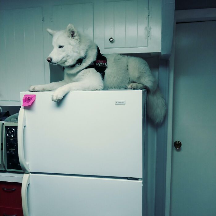 I Have No Words For How Much I Love This Idiot