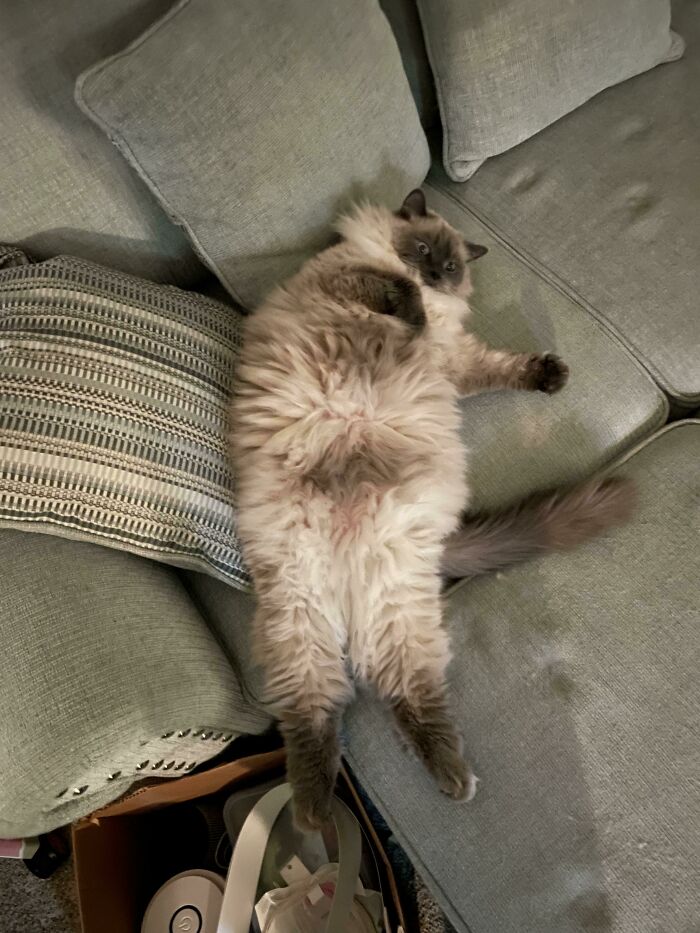 Ragdoll cat lying down on its back on sofa