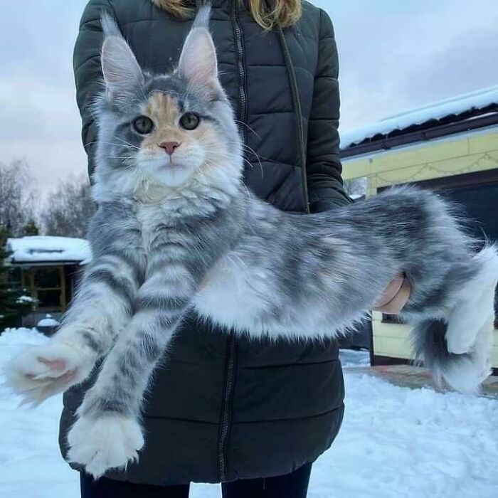 A Majestic Maine Coon