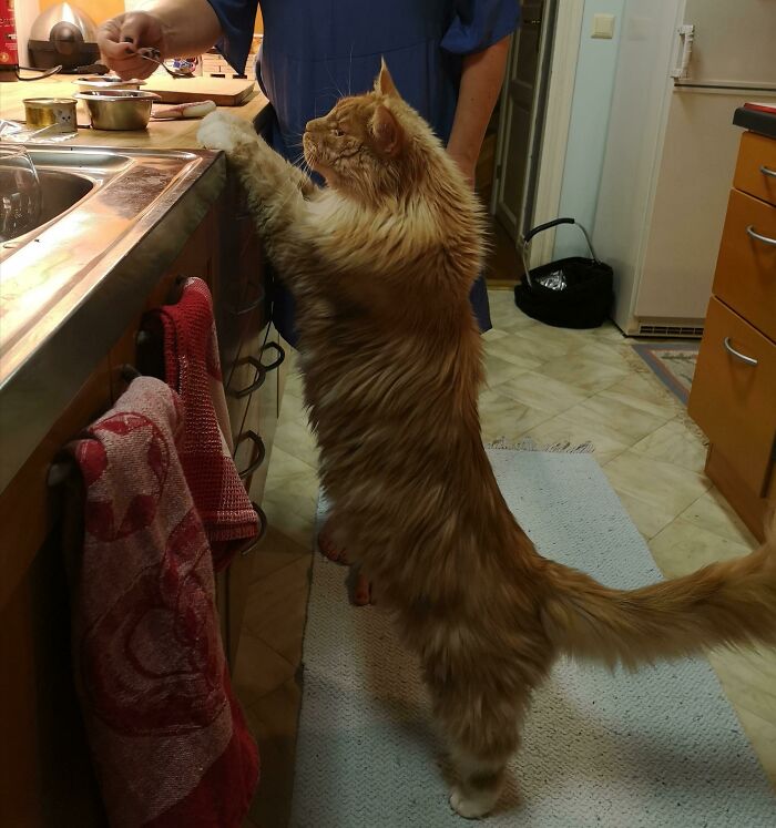Our Maine Coon Cat Ajax Is A Tall Boy