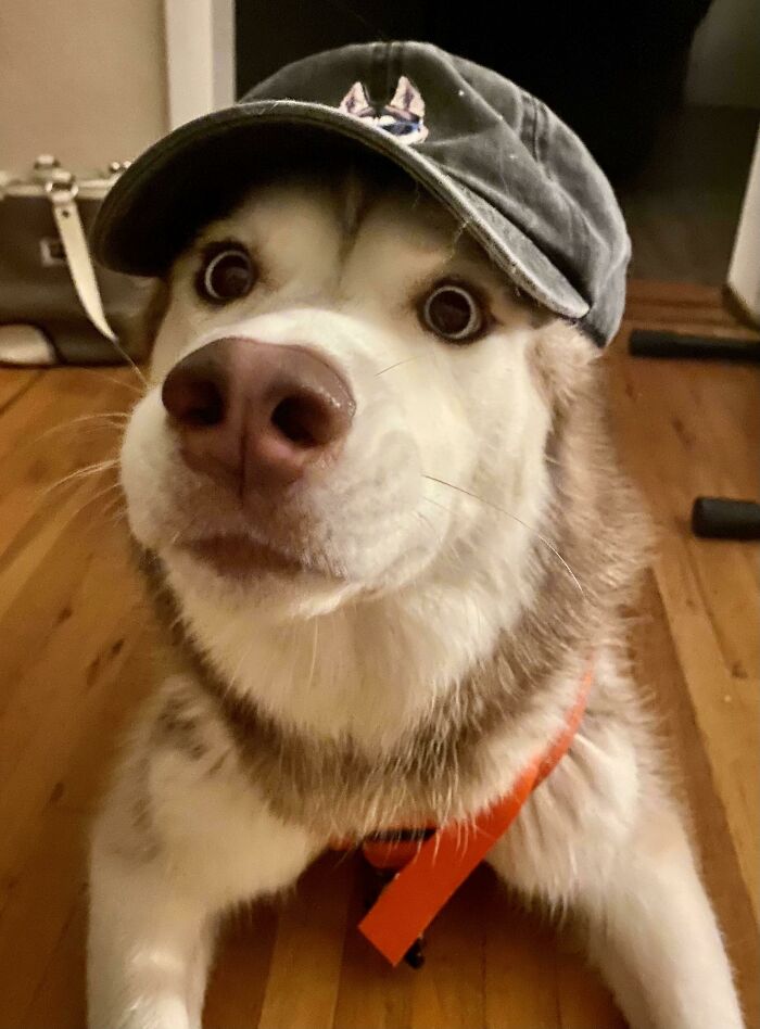 A Husky In A Husky Hat