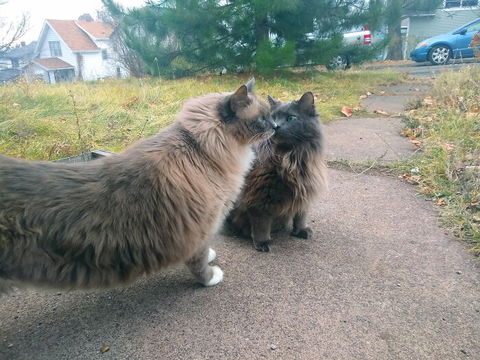 Two ragdoll cats outside and one is very long