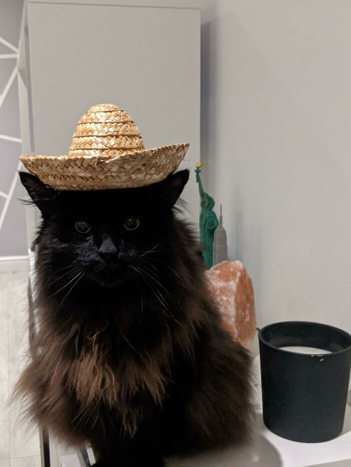 Mexican Forrest Cat?