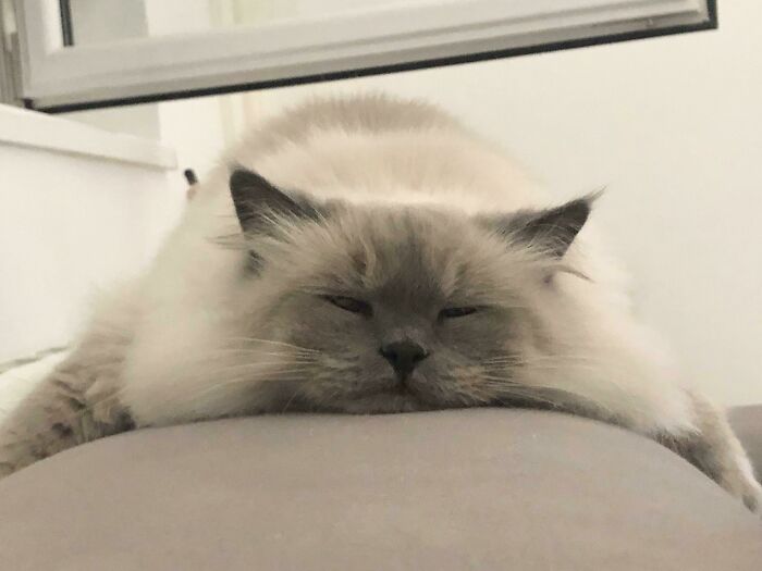Relaxing Ragdoll Cat