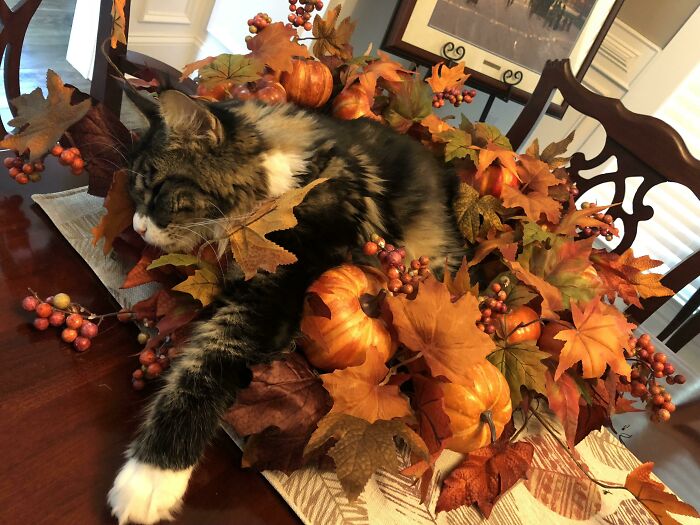 My Mom's Maine Coon Fell Asleep In A Wreath Before They Could Hang It Up. Guess They Can't Now
