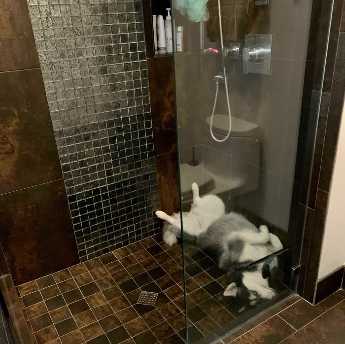 Lost Husky - I’ve Been Searching The House Forever